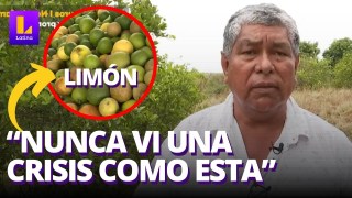 "El peor año" para el limón: la productividad cayó al 10%