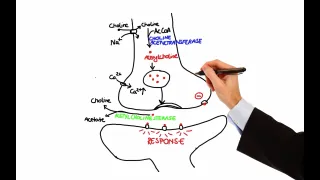 Pharmacology - CHOLINERGIC DRUGS (MADE EASY)