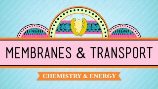 In Da Club - Membranes & Transport: Crash Course Biology #5
