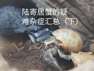 陆寄居蟹的疑难杂症汇总（下）