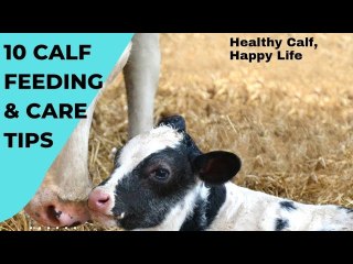 Calf Rearing and Management Tips in a Dairy Farm
