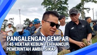 145 Hektar Kebun Teh Dirusak | Ini Tindakan Tegas Pemkab & Aparat