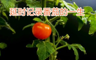 科普：延时记录番茄的一生