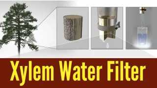 MIT engineers make filters from tree branches to purify drinking water | Xylem Water Filter