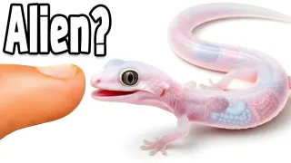 I Hatched A See Through Leopard Gecko!