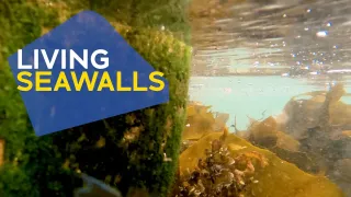 Living Seawalls