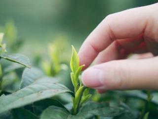 采茶忙 茶园香  #爱生活爱喝茶 #茶是春天的仪式感 #春茶季  #原创素材 @DOU+小助手 