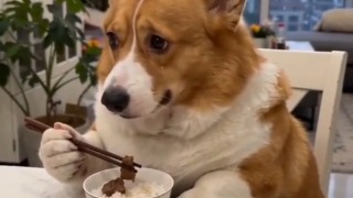 柯基：你这旧思想！