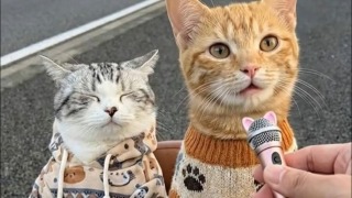 小猫为什么开车慢吞吞的？