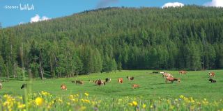 去阿勒泰吧，看日柱、辉光和漫山遍野的牛羊｜4K杜比视界去阿勒泰吧，看日柱、辉光和漫山遍野的牛羊｜4K杜比视界