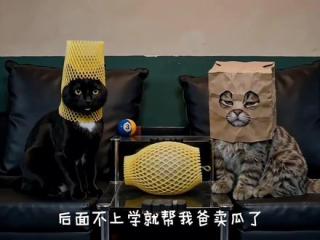 “纸袋猫”的故事（第1集）#AI创作浪潮计划 #萌宠出道计划   #AI短片  #AI短剧 #未来导演计划