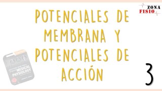 FISIOLOGÍA: POTENCIALES DE MEMBRANA Y POTENCIALES DE ACCIÓN / E3 / FASES DEL POTENCIAL ACCIÓN