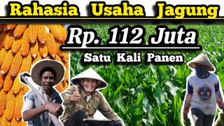 💸 Untung Rp.112 Juta Satu Kali Panen 🌽 Hitungan Usaha Bisnis Budidaya Jagung Hibrida Lahan 1 Hektar🌽